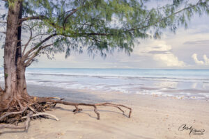lee point tree on beach