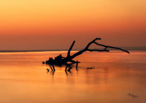 Buffalo Creek Driftwood at Sunrise
