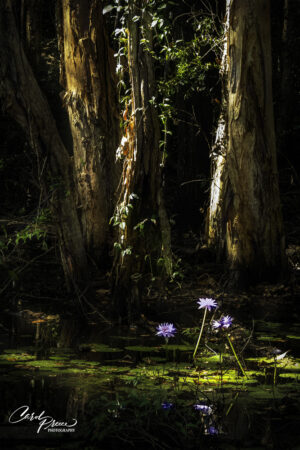 Fogg Dam 3 trees 3 lillies