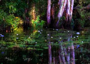 Fogg Dam Tree Reflections